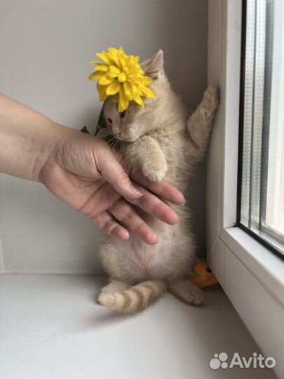 Персиковый котенок девочка