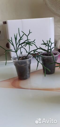 Комнатные домашние растения