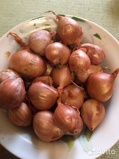 Лук шалот семейный