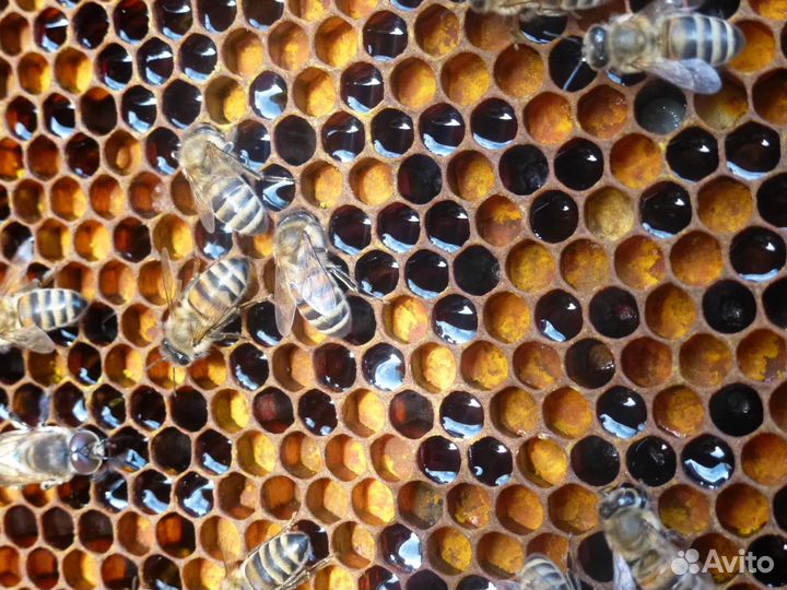 Перга, подсушенная - смотрите описание