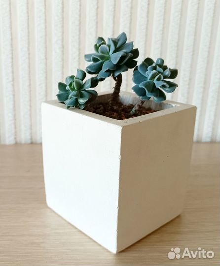 Суккуленты в керамике, красивые на подарок