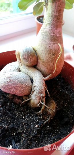 Адениум (роза пустыни )