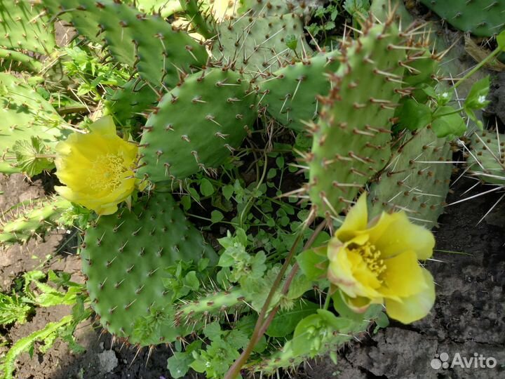 Кактус зимующий без укрытия