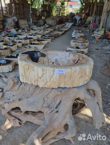 Раковина из окаменелого дерева Индонезия объявление продам