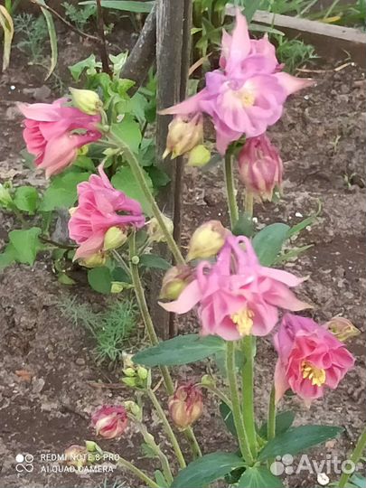 Купальница саженцы