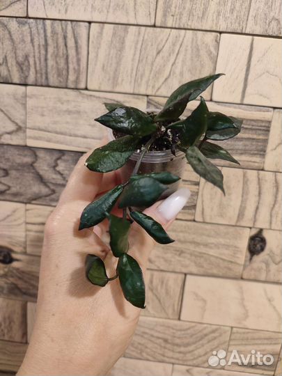 Хойя Black leaves