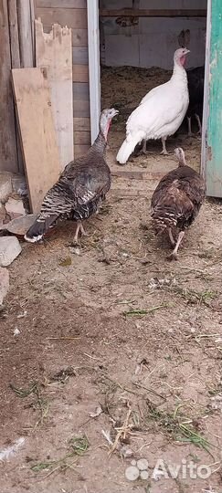 Индюки индюшки индейки