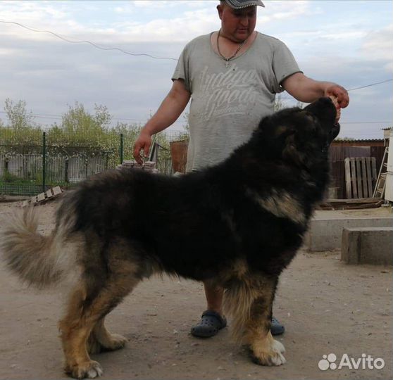 Продам кобеля