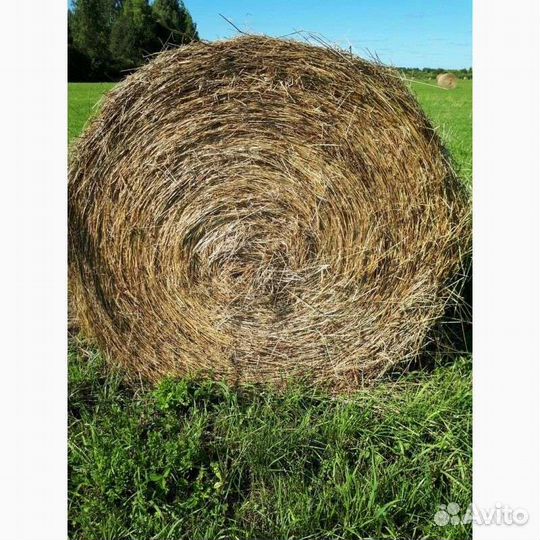 Продам сено в рулонах