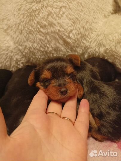 Йоркширский терьер