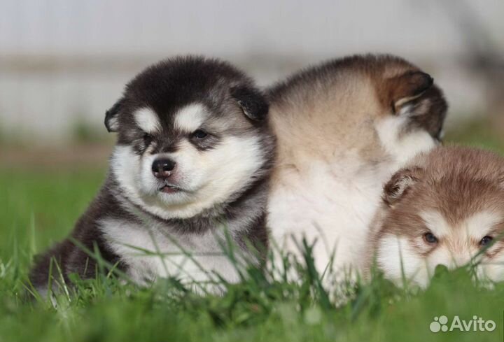 Аляскинский маламут