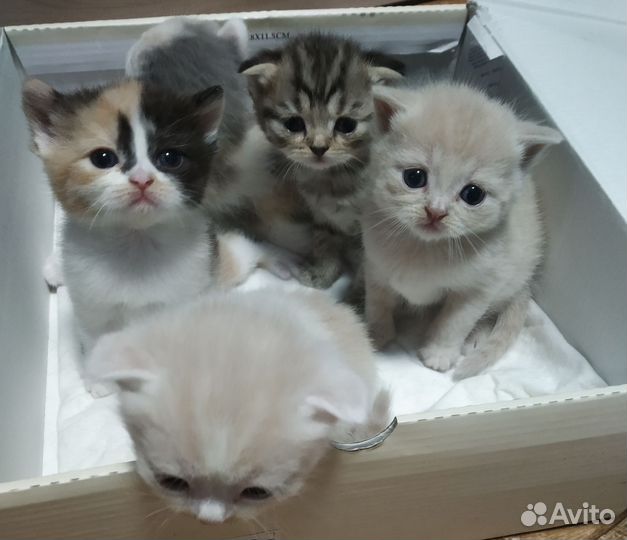 Шотландские котята