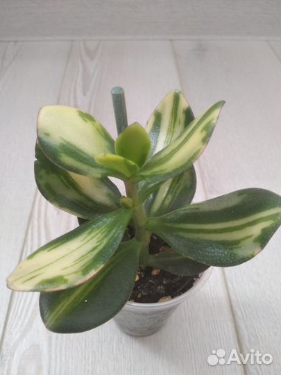 Крассула Солана