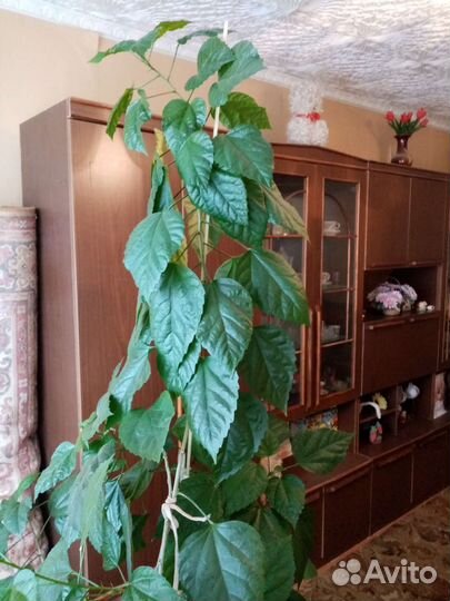 Китайская роза