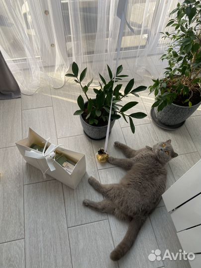 Кошечка британка