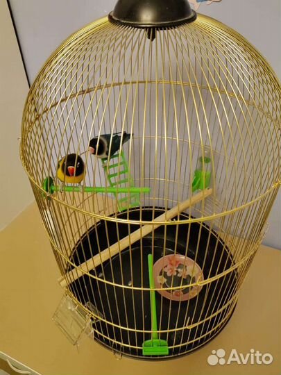 Попугаи неразлучники