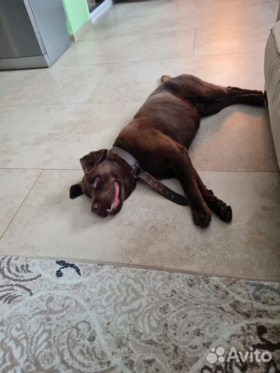 Вязка лабрадор