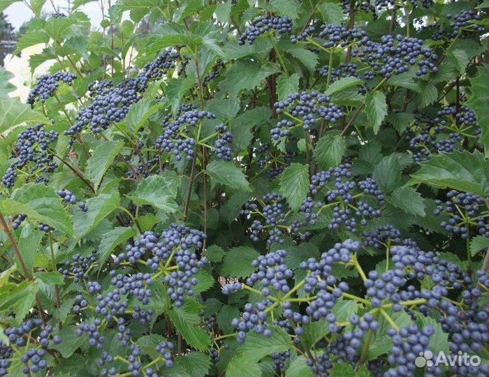 Калина зубчатая