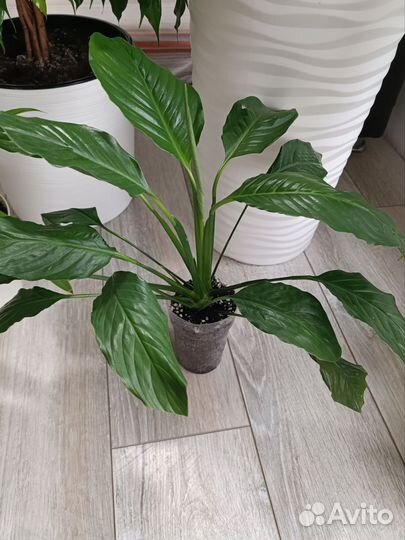 Спатифиллум / женское счастье растения