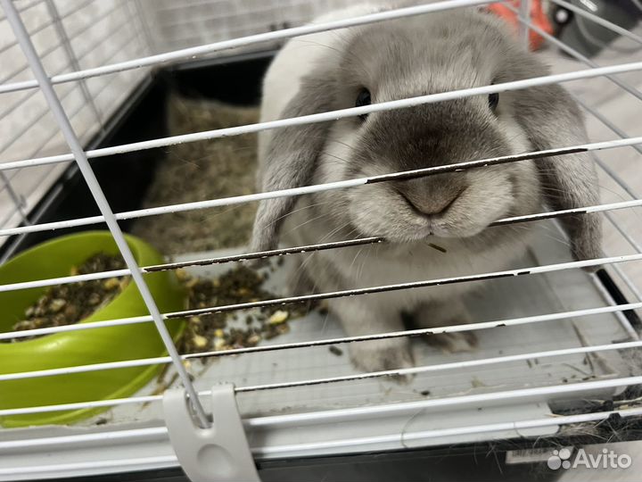 Кролик минилоп