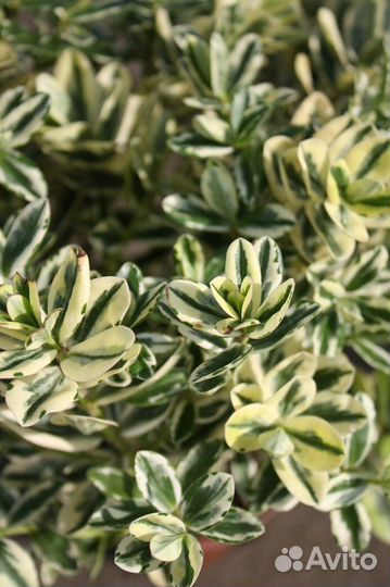 Бересклет Форчуна 