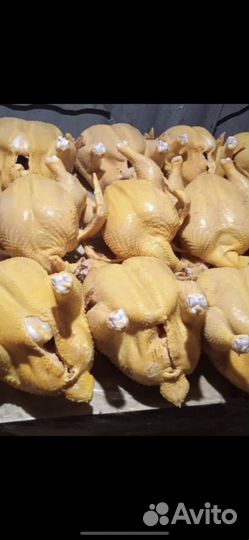 Куры бройлер тушки мясо