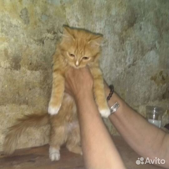 Милый рыжик