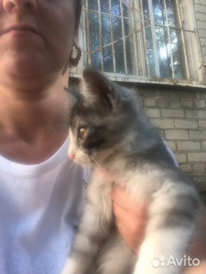 Котенок пропадает на улице