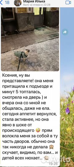 Передержка для животных не гостиница