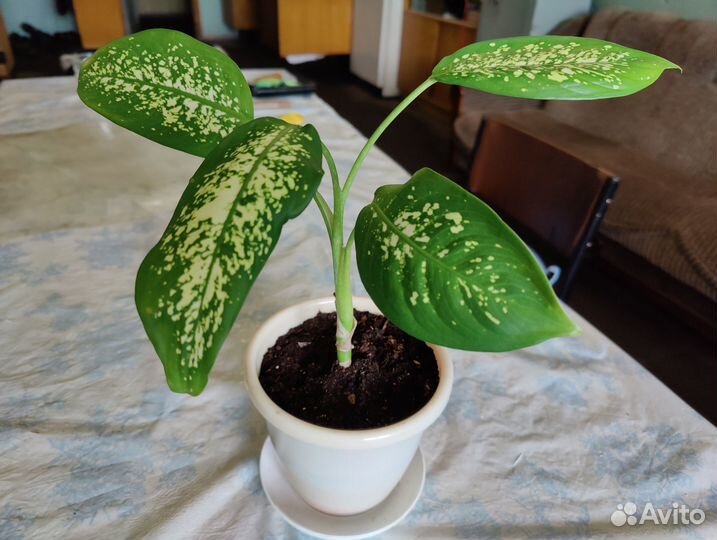 Диффенбахия