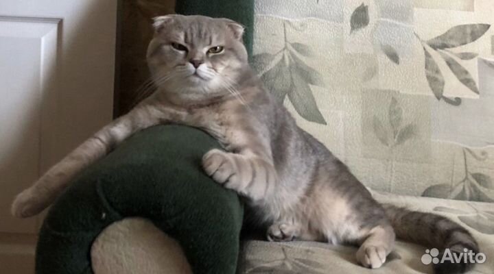 Шотландский кот на вязку