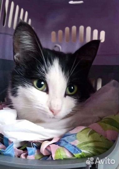 Кошка Фелиция