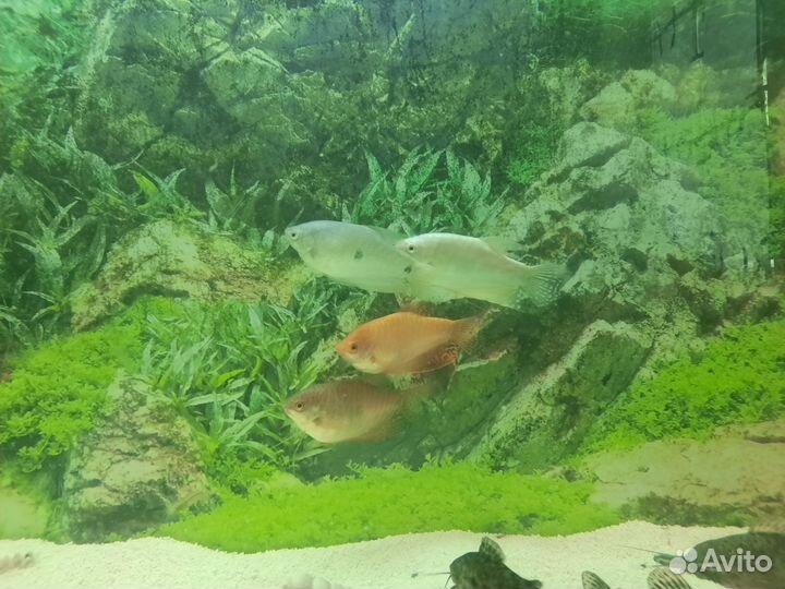 Аквариумные рыбки гурами