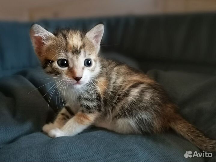 Милые котята и мама-кошка ищут дом