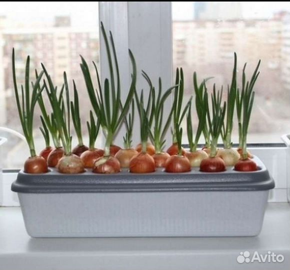 Гидропонная установка луковое счастье