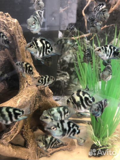 Сапфировый тигровый зебровый попугай цихлида