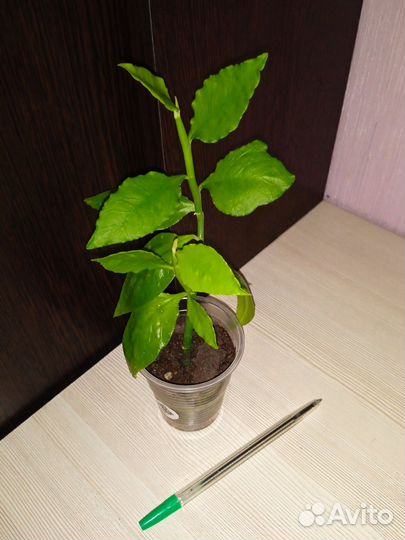 Цветы комнатные