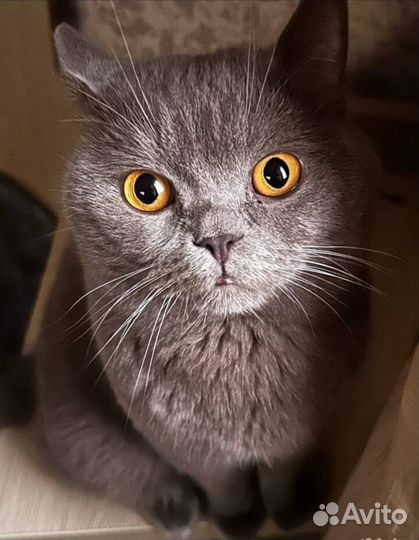 Британские котята