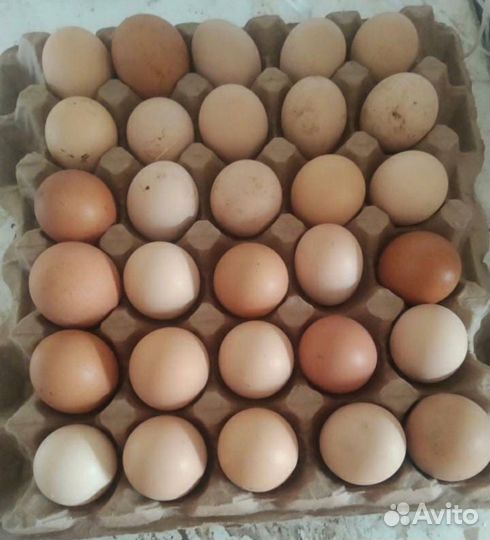 Яйцо инкубационное Опт и Розница