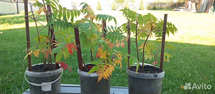 Пальма Сумах. Уксусное дерево