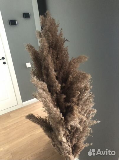 Пампасная трава/тростник