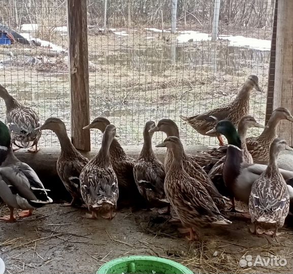 Утка кряква подсадные