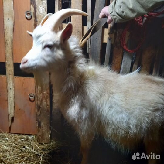 Козел на вязку