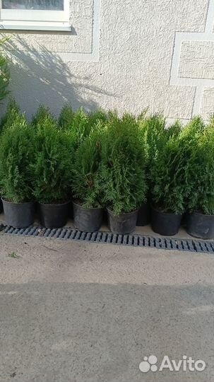 Туя смарагд