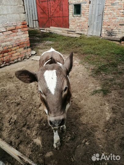 Телочка 3 месяца