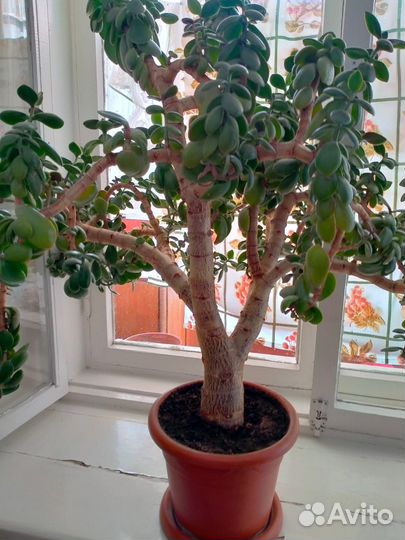 Денежное дерево