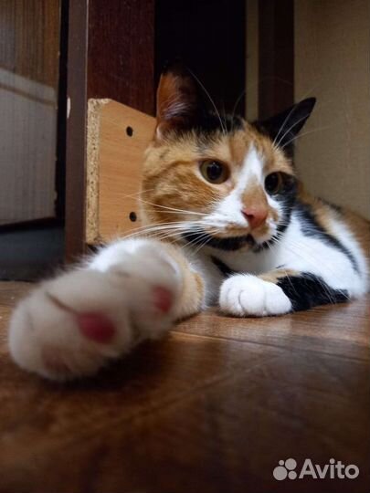 В добрые руки бесплатно