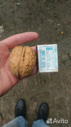 Грецкий орех саженцы,гиганты плоды