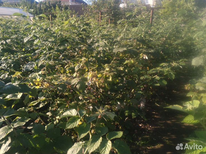 Малиновое варенье