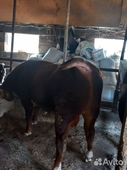 Продаю быков
